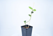 Load image into Gallery viewer, Hoya sp. Timor Leste