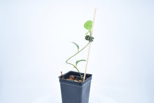 Load image into Gallery viewer, Hoya sp. Timor Leste