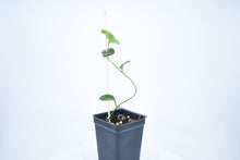 Load image into Gallery viewer, Hoya sp. Timor Leste