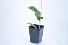 Load image into Gallery viewer, Hoya verticillata