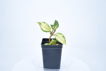 Load image into Gallery viewer, Hoya carnosa 'Krimson Princess' (a)
