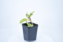 Load image into Gallery viewer, Hoya carnosa 'Krimson Princess' (a)