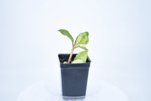 Load image into Gallery viewer, Hoya carnosa 'Krimson Princess' (a)