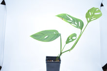 Load image into Gallery viewer, Monstera adansonii ssp. Blanchetti (a)