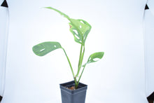 Load image into Gallery viewer, Monstera adansonii ssp. Blanchetti (a)