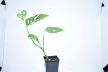 Load image into Gallery viewer, Monstera adansonii ssp. Blanchetti (a)