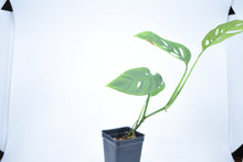 Load image into Gallery viewer, Monstera adansonii ssp. Blanchetti (a)