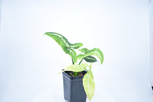 Load image into Gallery viewer, Syngonium wendlandii (1)