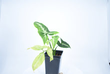 Load image into Gallery viewer, Syngonium wendlandii (1)