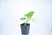 Load image into Gallery viewer, Syngonium wendlandii (1)