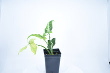 Load image into Gallery viewer, Syngonium wendlandii (1)