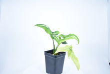 Load image into Gallery viewer, Syngonium wendlandii (1)