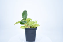 Load image into Gallery viewer, Hoya carnosa 'Krimson Princess' (3)