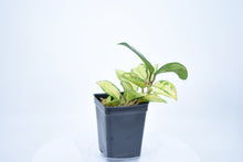 Load image into Gallery viewer, Hoya carnosa 'Krimson Princess' (3)