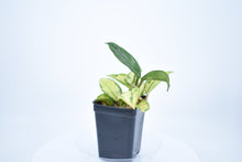 Load image into Gallery viewer, Hoya carnosa 'Krimson Princess' (3)