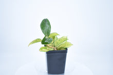 Load image into Gallery viewer, Hoya carnosa 'Krimson Princess' (3)