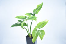 Load image into Gallery viewer, Syngonium wendlandii (2)