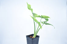 Load image into Gallery viewer, Syngonium wendlandii (2)