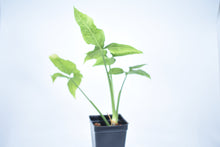 Load image into Gallery viewer, Syngonium wendlandii (2)