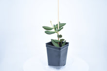 Load image into Gallery viewer, Hoya burtoniae (2)