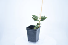Load image into Gallery viewer, Hoya burtoniae (2)