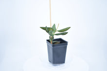 Load image into Gallery viewer, Hoya burtoniae (2)