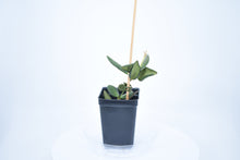 Load image into Gallery viewer, Hoya burtoniae (2)