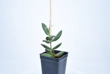 Load image into Gallery viewer, Hoya burtoniae (3)