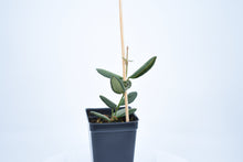 Load image into Gallery viewer, Hoya burtoniae (3)