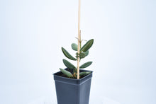 Load image into Gallery viewer, Hoya burtoniae (3)