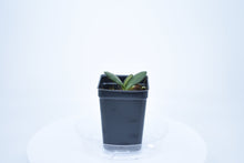 Load image into Gallery viewer, Hoya burtoniae (4)