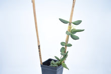 Load image into Gallery viewer, Hoya burtoniae (5)