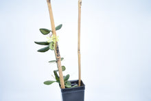 Load image into Gallery viewer, Hoya burtoniae (5)