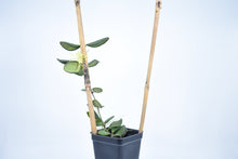 Load image into Gallery viewer, Hoya burtoniae (5)