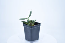 Load image into Gallery viewer, Hoya burtoniae (6)