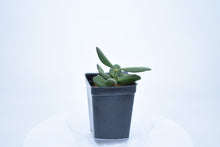 Load image into Gallery viewer, Hoya burtoniae (6)