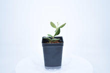 Load image into Gallery viewer, Hoya burtoniae (7)