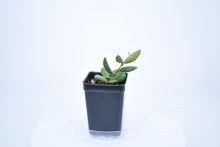 Load image into Gallery viewer, Hoya burtoniae (7)