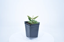 Load image into Gallery viewer, Hoya burtoniae (7)