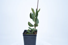 Load image into Gallery viewer, Hoya burtoniae (8)