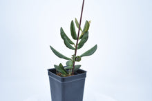 Load image into Gallery viewer, Hoya burtoniae (8)