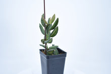 Load image into Gallery viewer, Hoya burtoniae (8)