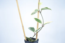 Load image into Gallery viewer, Hoya carnosa Krimson Queen (2)