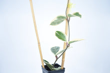 Load image into Gallery viewer, Hoya carnosa Krimson Queen (2)