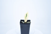 Load image into Gallery viewer, Hoya carnosa Krimson Queen (3)
