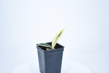 Load image into Gallery viewer, Hoya carnosa Krimson Queen (3)