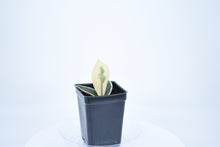 Load image into Gallery viewer, Hoya carnosa Krimson Queen (3)