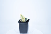 Load image into Gallery viewer, Hoya carnosa Krimson Queen (3)