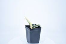Load image into Gallery viewer, Hoya carnosa Krimson Queen (3)