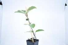 Load image into Gallery viewer, Hoya carnosa Krimson Queen (4)